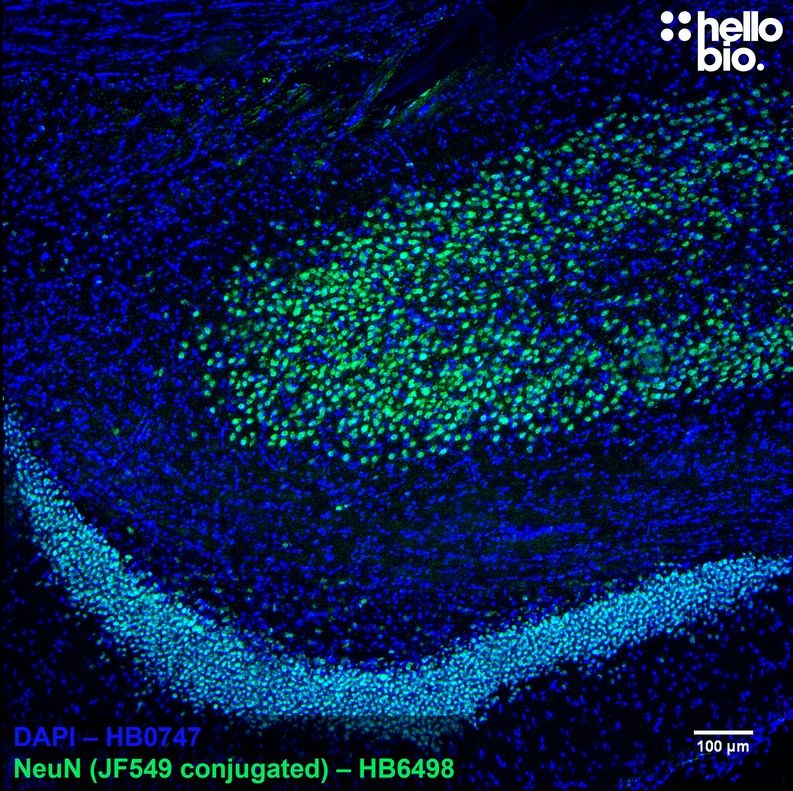 Rat hippocampus stained with Janelia Fluor 549<sup>®</sup> conjugated anti-NeuN antibody