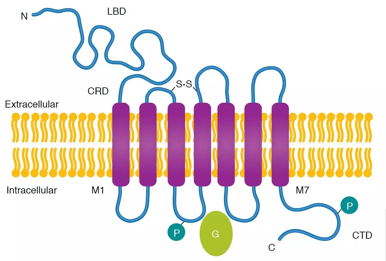 mGlu receptor structure