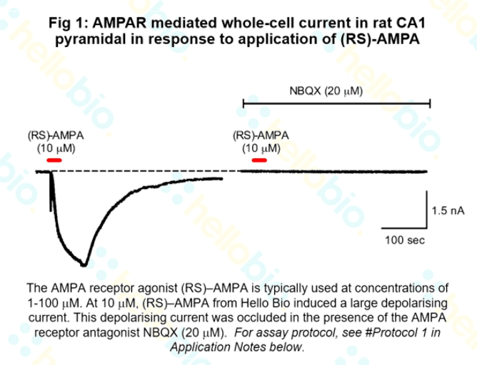 AMPAR mediated whole cell current in response to RS-AMPA