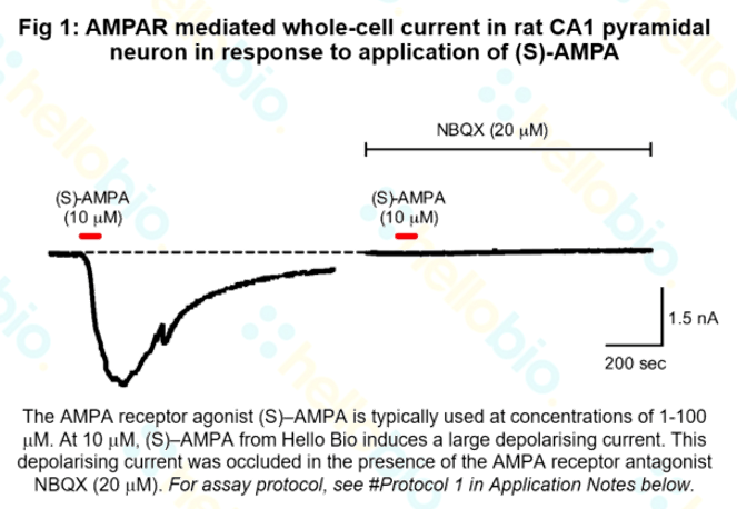 AMPAR mediated whole cell current in response to S-AMPA