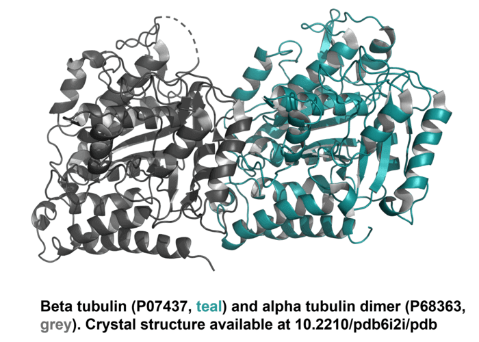 Anti Beta Tubulin Antibody Validab™ Beta Tubulin Loading Control Hello Bio 2676