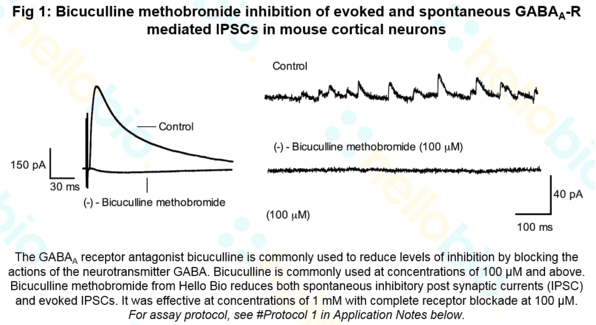 Bicuculline methobromide inhibition of GABAA receptor IPSCs