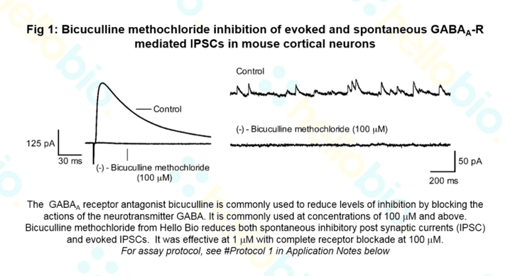 Bicuculline inhibition of GABAA receptor mediated IPSCs