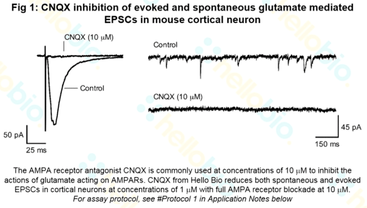 CNQX inhibition of AMPA receptor mediated EPSCs