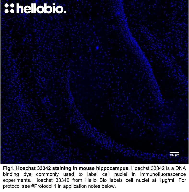Fig1. Hoechst 33342 staining in mouse hippocampus. 