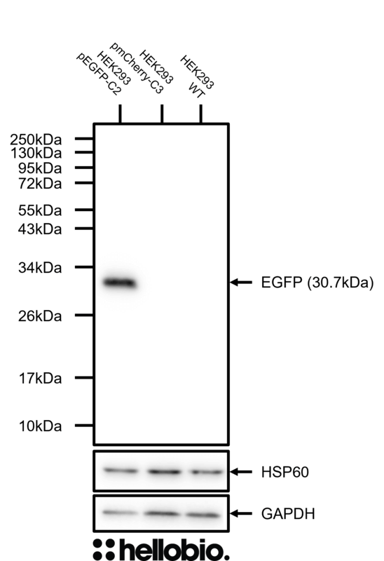 Figure 1. Specific HB6381 staining only in pEGFP-C2 transfected HEK293 cells. 