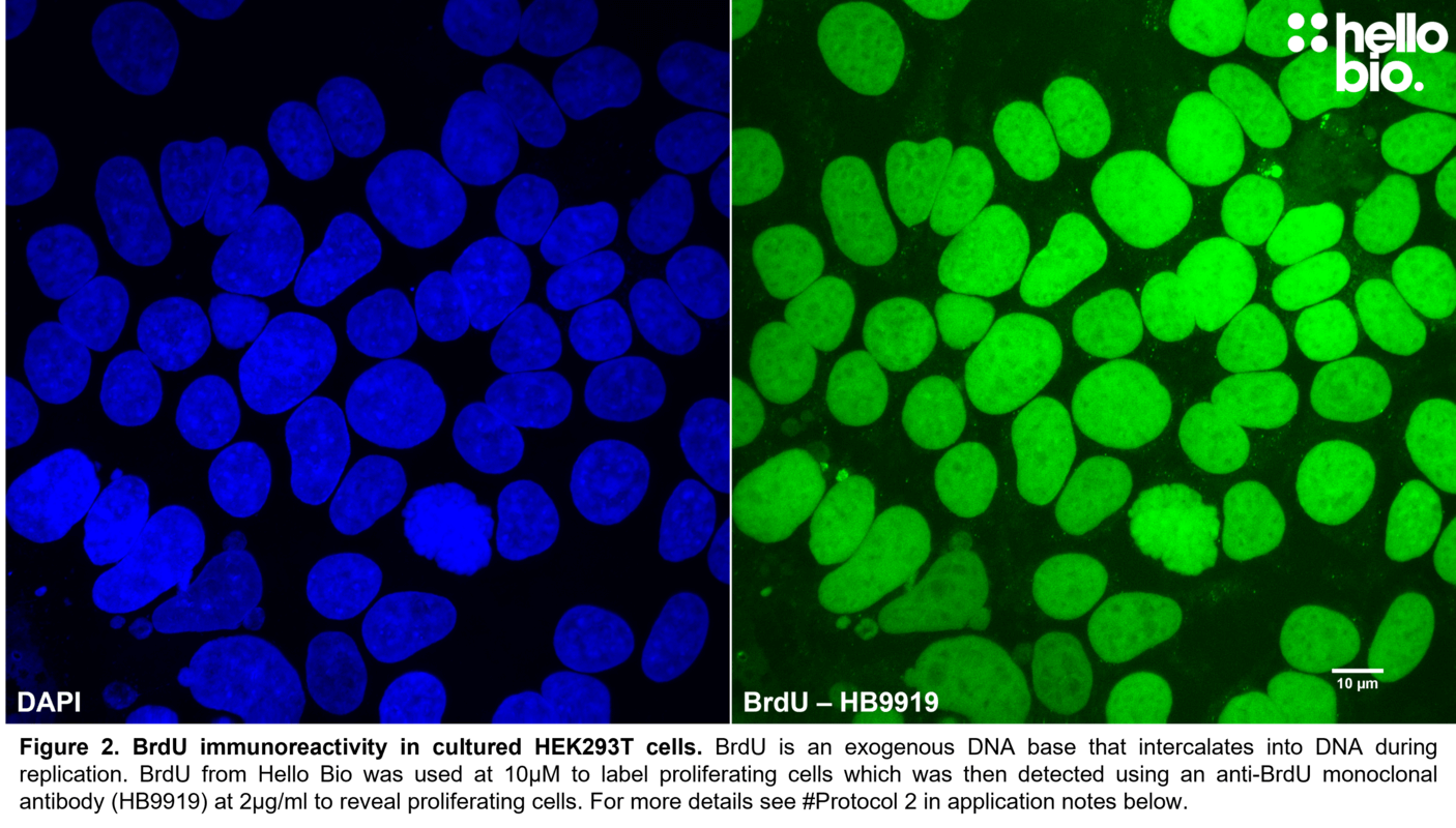 Figure 2. BrdU immunoreactivity in cultured HEK293T cells. 