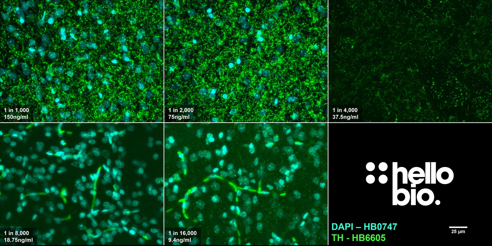 Figure 7. Concentration response of HB6605 staining in rat striatal tissue. 