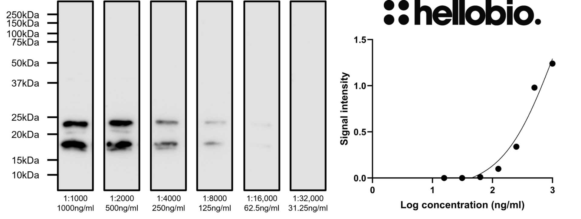 Figure 4. Concentration response of HB8014 staining in a rat brain P2 fraction preparation. 