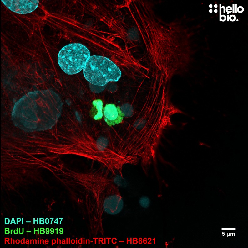 Figure 4. Proliferating cell in mixed neuronal cultures visualised with HB9919 staining.