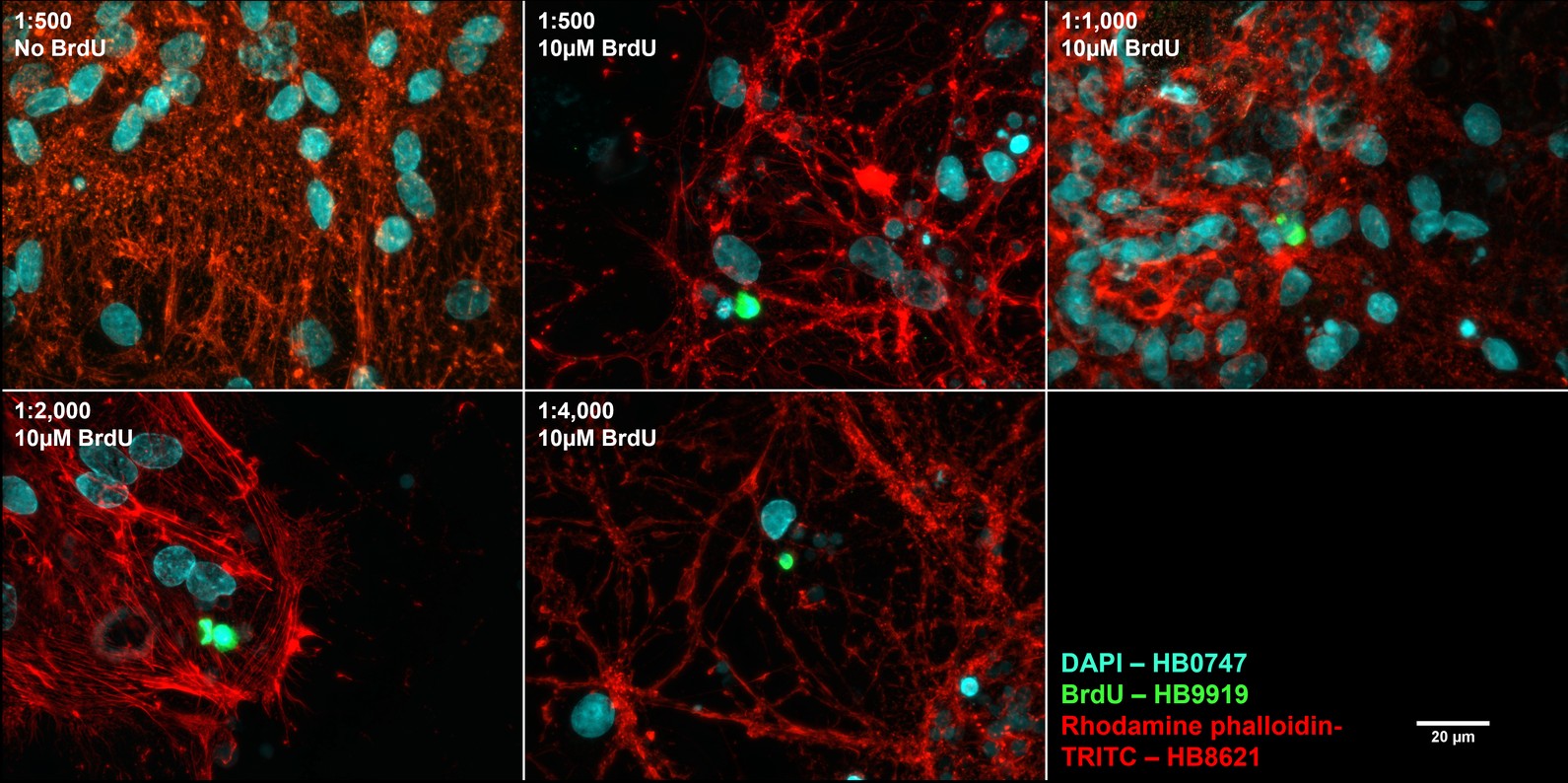 Figure 6. Concentration response of HB9919 staining in mixed neuronal cultures.