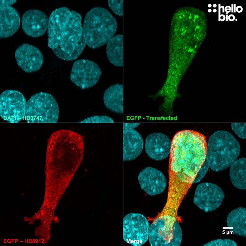 Figure 1. pEGFP-C2 transfected HEK293 cells showing co-localised staining of EGFP and HB8912. 