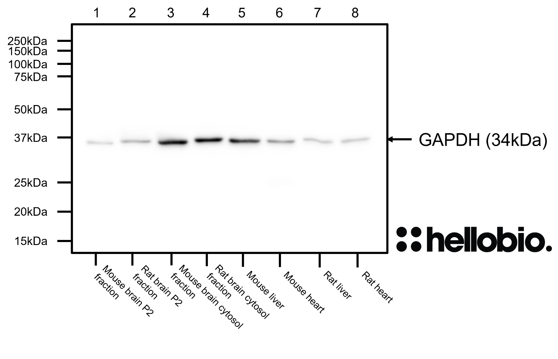 Figure 5. GAPDH expression in various tissue lysates and preparations. 