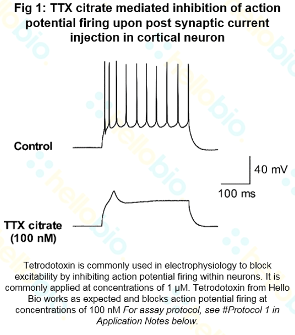 TTX mediated inhibition of action potential firing
