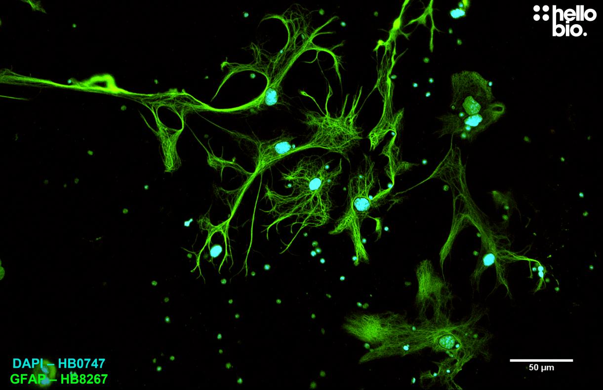 Figure 11. GFAP expression in a rat cultured neurone preparation visualised using HB8267.