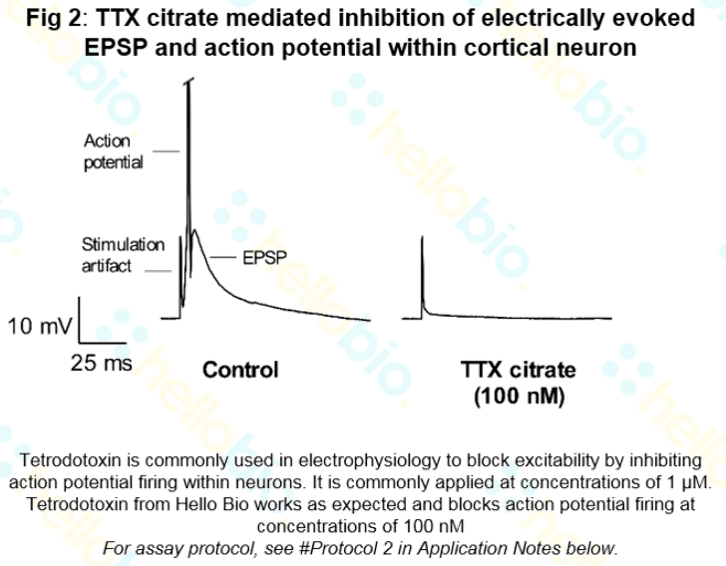 Inhibition of electrically evoked EPSP and action potential