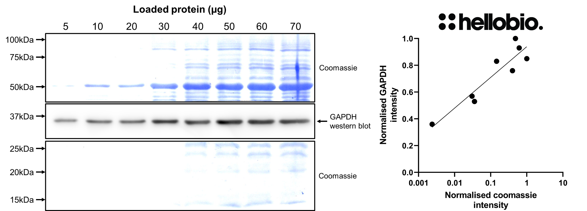 Figure 3. Comparison between total protein and GAPDH staining in a rat brain cytosol preparation. 