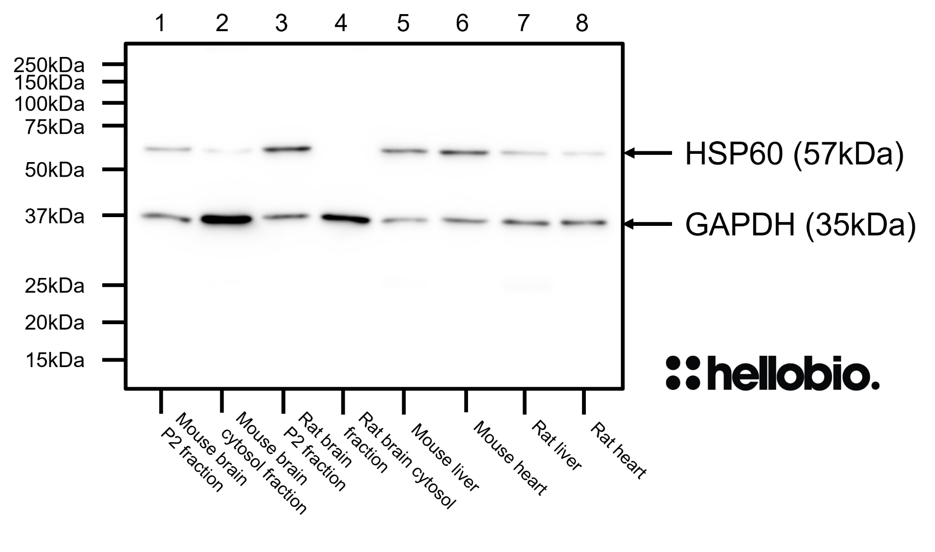 Figure 3. HSP60 expression in various tissue lysates and preparations. 