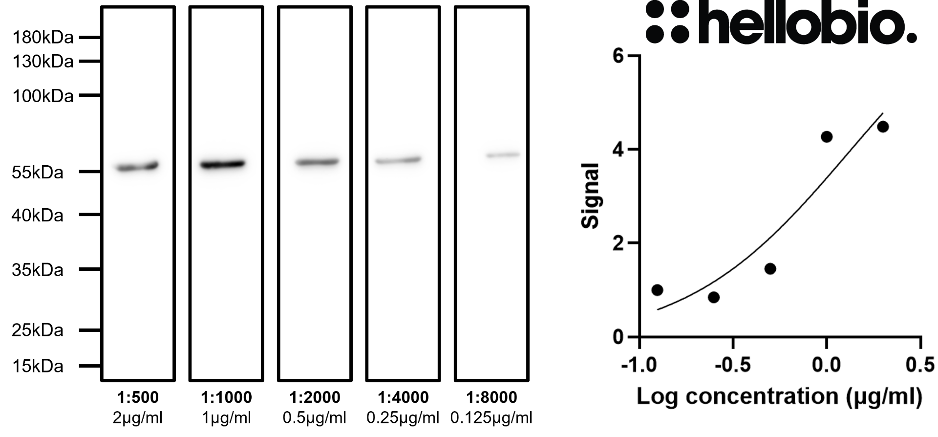 Figure 9. Concentration response of HB6639 staining in a rat brain cytosol preparation.