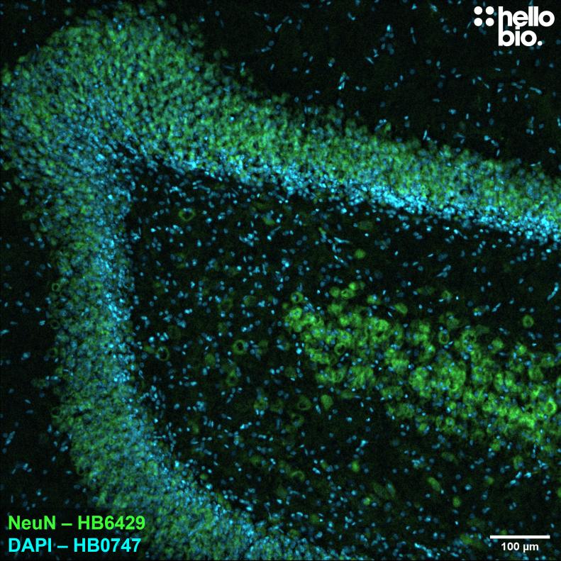 Figure 4. NeuN expression in the rat dentate gyrus visualised using HB6429. 