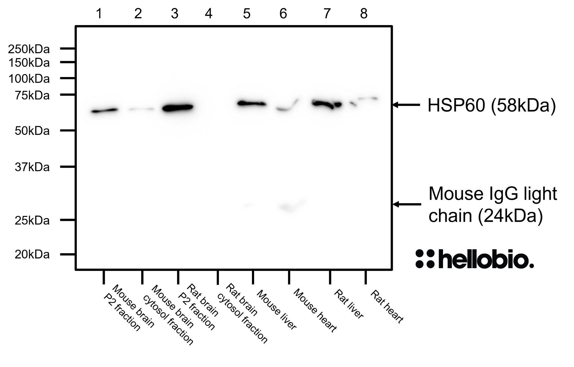 Figure 7. HSP60 expression in various tissue lysates and preparations. 