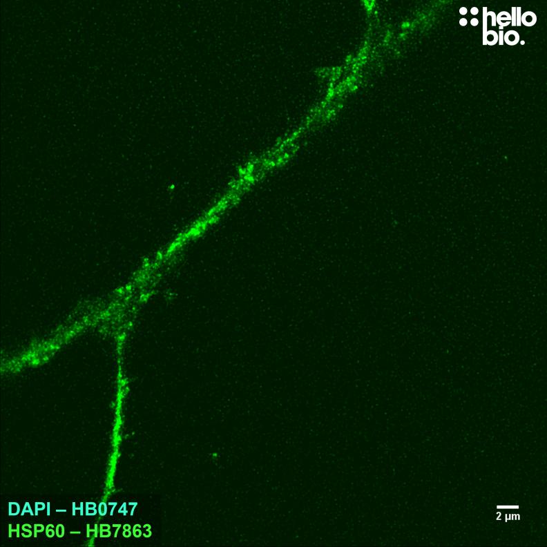 Figure 8. HSP60 staining with HB7863 reveals the network of mitochondria present within a neuron axon. 