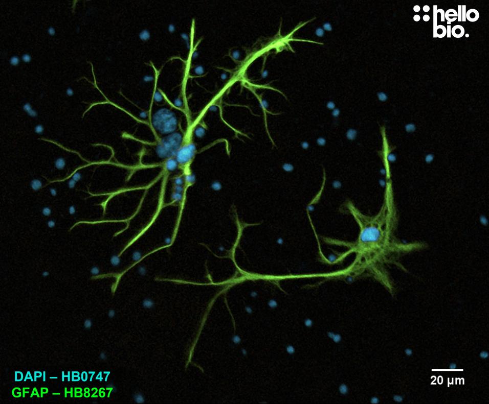 Figure 9. GFAP expression in a rat cultured neurone preparation visualised using HB8267. 