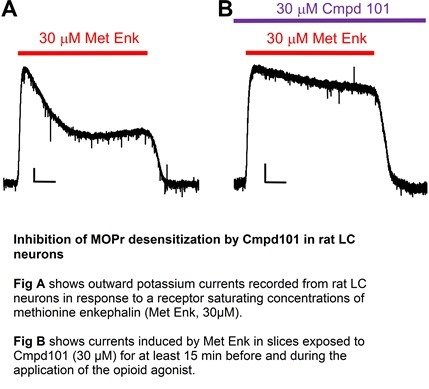 Inhibition of MOPr desensitization by Cmpd101