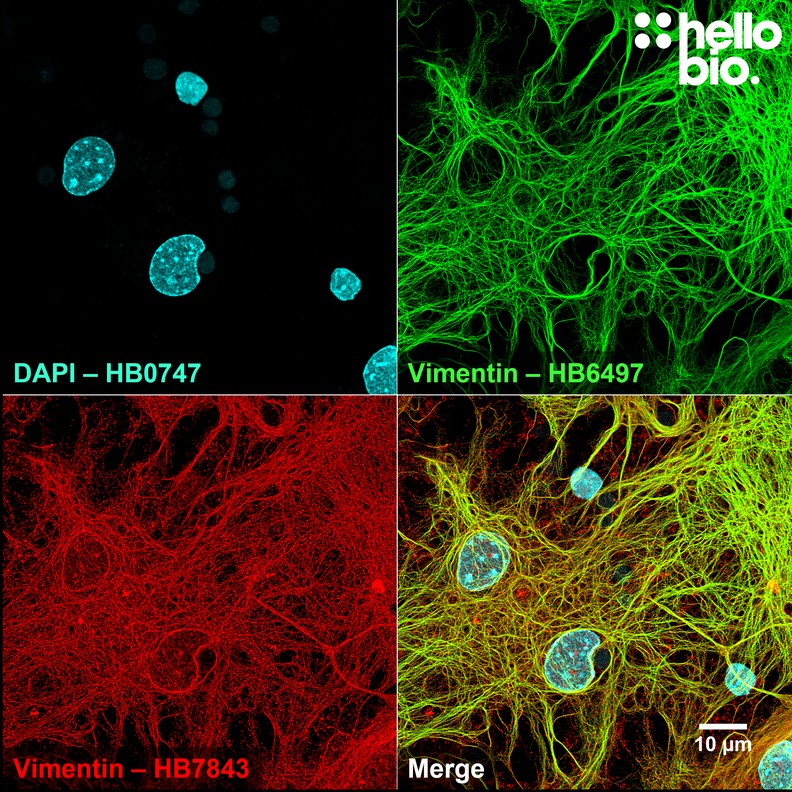 Figure 2. Independent antibody validation of HB6497 in glia within a cultured rat neuron preparation