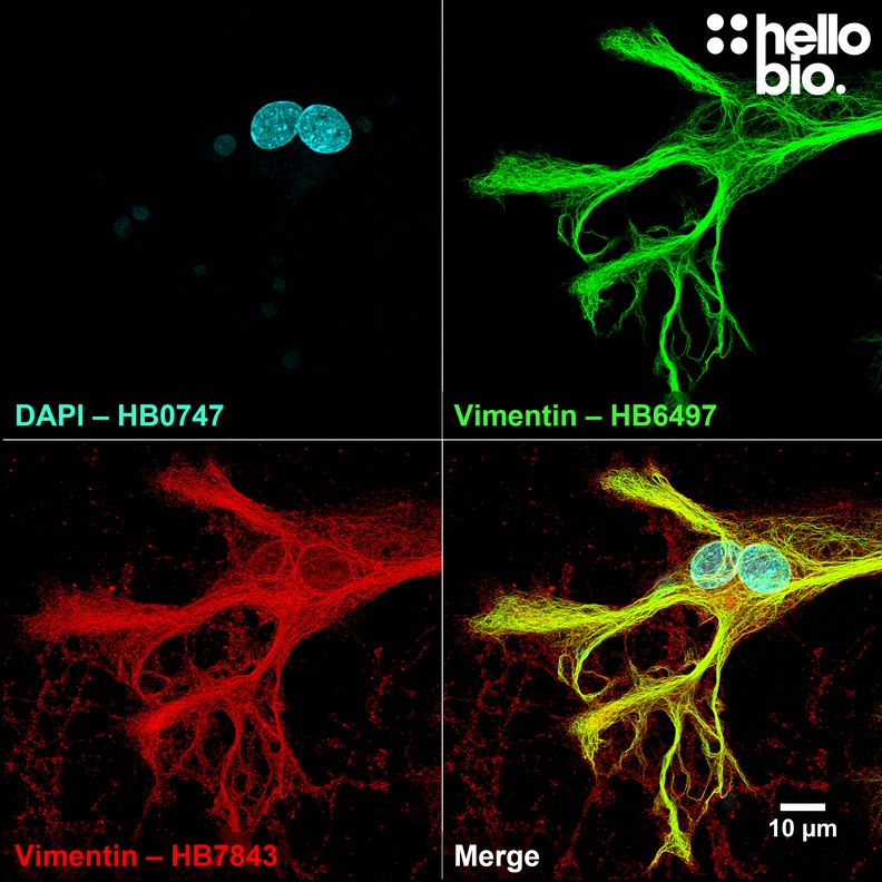 Figure 5. Independent antibody validation of HB6497 in glia within a cultured rat neurone preparation