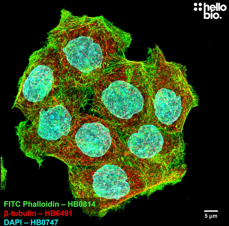 Figure 7. ß-tubulin and phalloidin staining in HeLa cells. 