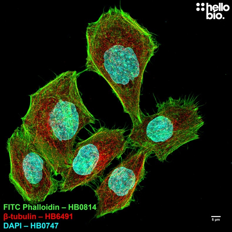 Figure 6. ß-tubulin and phalloidin staining in HeLa cells.