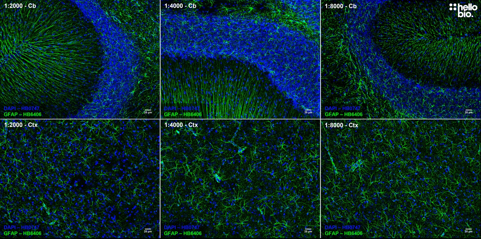 Figure 5. Concentration response of HB6406 staining in rat cortex and cerebellum.