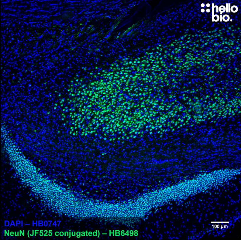 Figure 3. NeuN expressing neurones in the rat dentate gyrus visualised with HB6498 conjugated to Janelia Fluor 525.