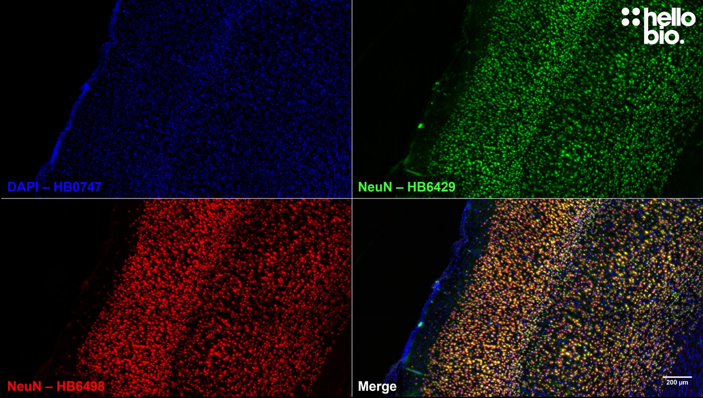 Figure 7. Independent antibody validation of HB6498 in rat cortex.