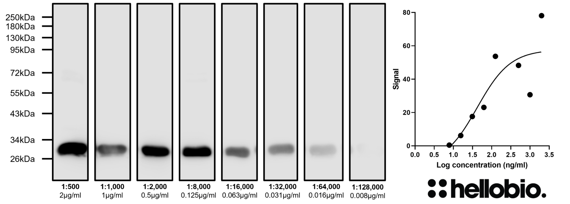 Figure 3. Concentration response of HB9897 staining in a rat brain cytosol preparation.