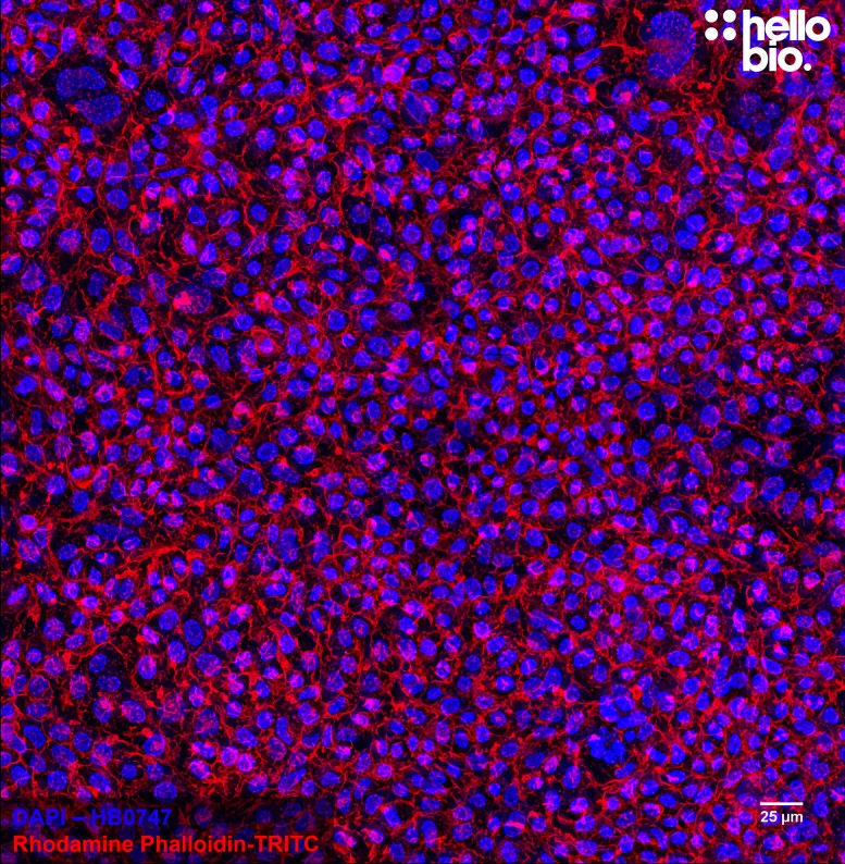 Figure 6. Fixed HEK293T cells mounted using MightyMount<sup>TM</sup> Antifade Fluorescence Mounting Medium with Phalloidin-TRITC (hardset).