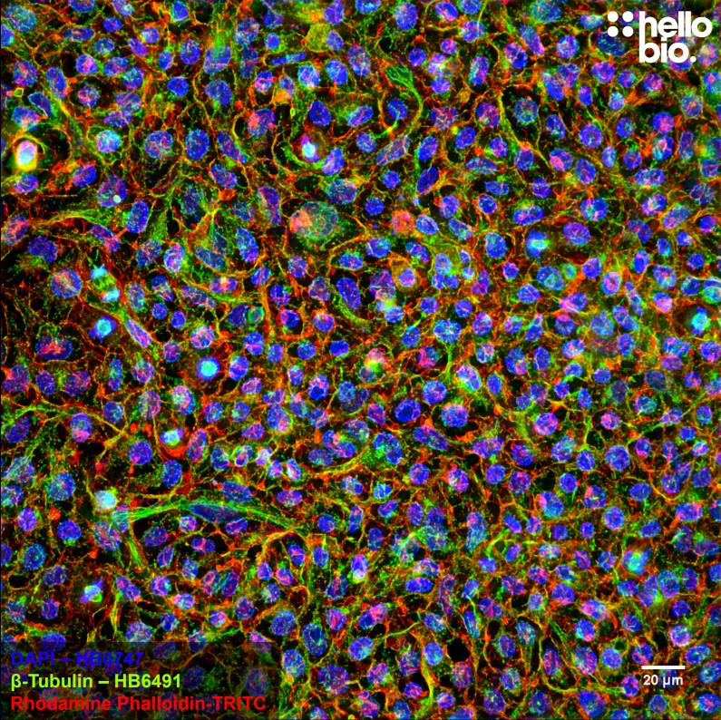 Figure 3. β-tubulin staining in HEK293T cells. Mounted using MightyMount<sup>TM</sup> Antifade Fluorescence Mounting Medium with Phalloidin-TRITC (hardset).
