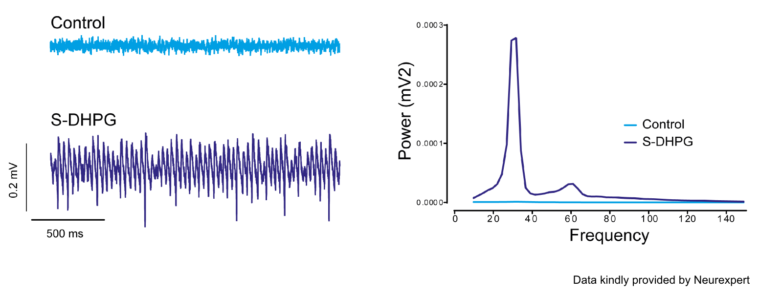 Gamma-frequency oscillations recorded in CA3 region of rat in vitro hippocampal slice preparation.