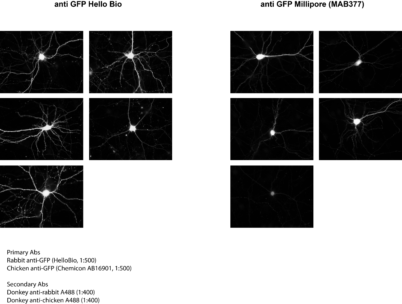 Figure 6. Comparison of HB8912 and Millipore MAB377 staining in GFP expressing neurons within mouse brain slices