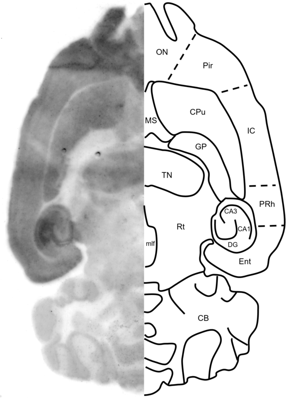 Figure 8. GluN1 histoblot in a horizontal rat brain section using HB7535.