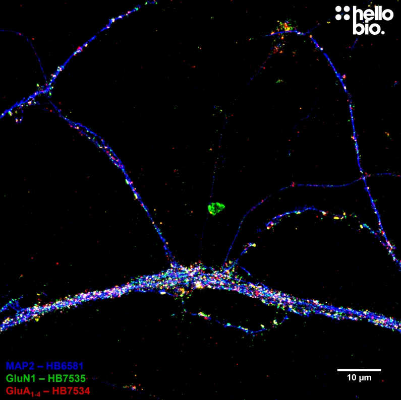 Figure 3. Colocalization of GluN1 and GluA1-4 in cultured cortical rat neurons.