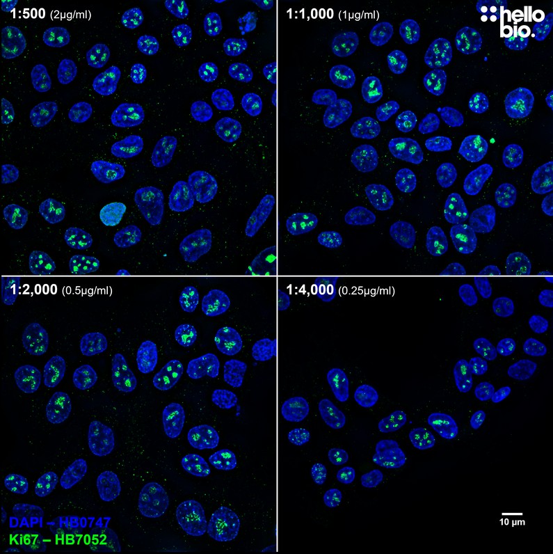 Figure 3. Concentration response of HB7052 staining in HEK293T cells.