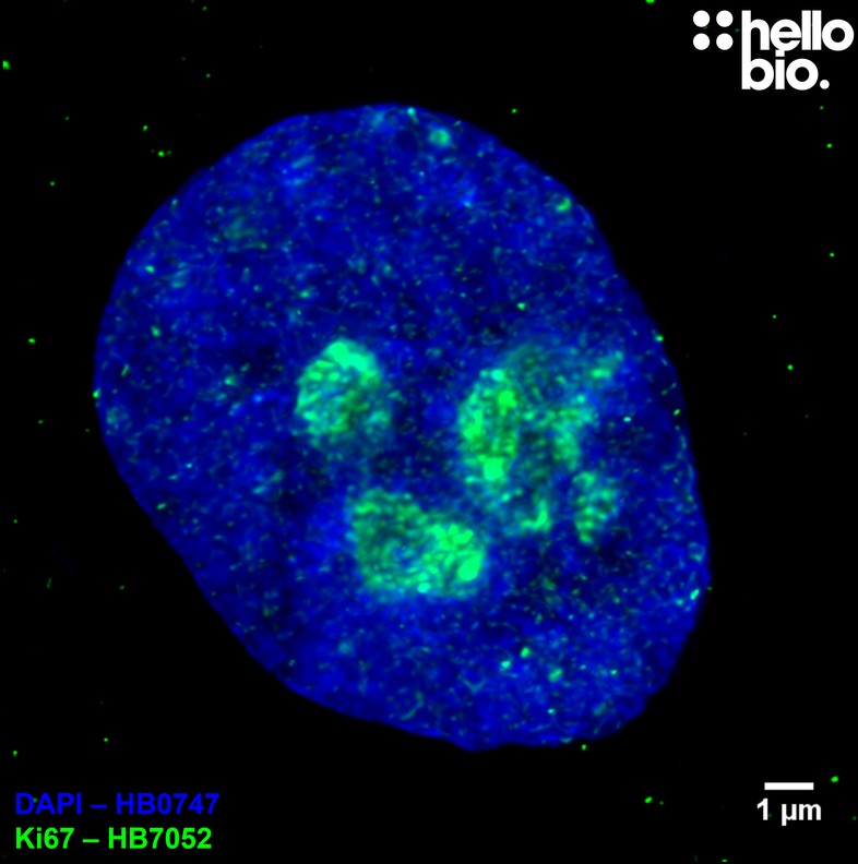 Figure 7. Ki-67 expression in the nucleus of a single HEK293T cell revealed with HB7052