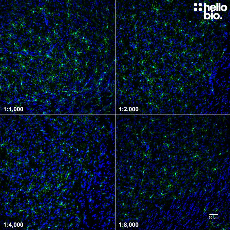 Figure 5. Concentration response of HB7847 staining in rat brain.