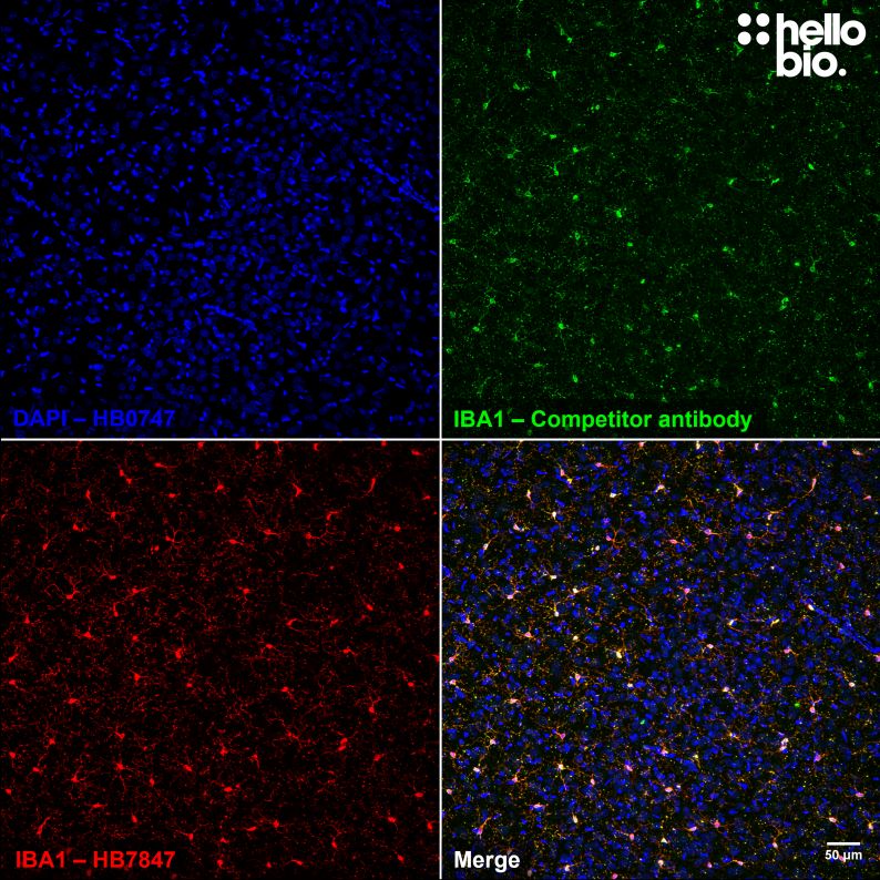 Figure 6. Independent antibody validation of HB6589 in rat cortex