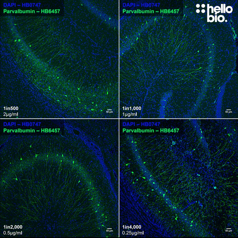 Figure 5. Concentration response of HB6457 staining in rat hippocampus