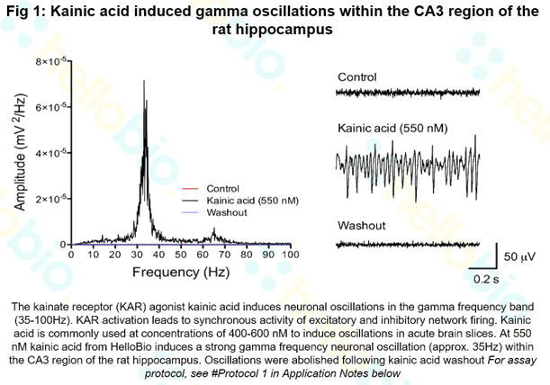 Kainic acid induced gamma oscillations