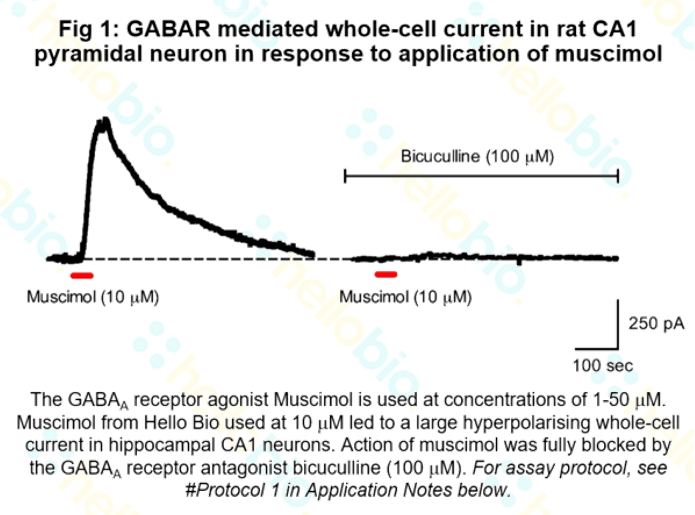 GABAR mediated whole cell current in response to muscimol