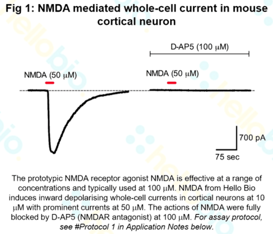 NMDA induction of inward depolarising whole-cell currents